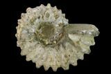 Bumpy Ammonite (Douvilleiceras) Fossil - Madagascar #134159-1